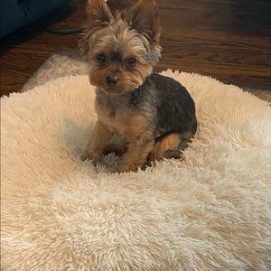 Meet your Posher, Chanel